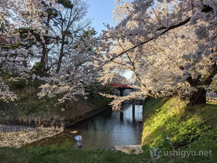 弘前公園で川沿いに咲く桜を撮った写真