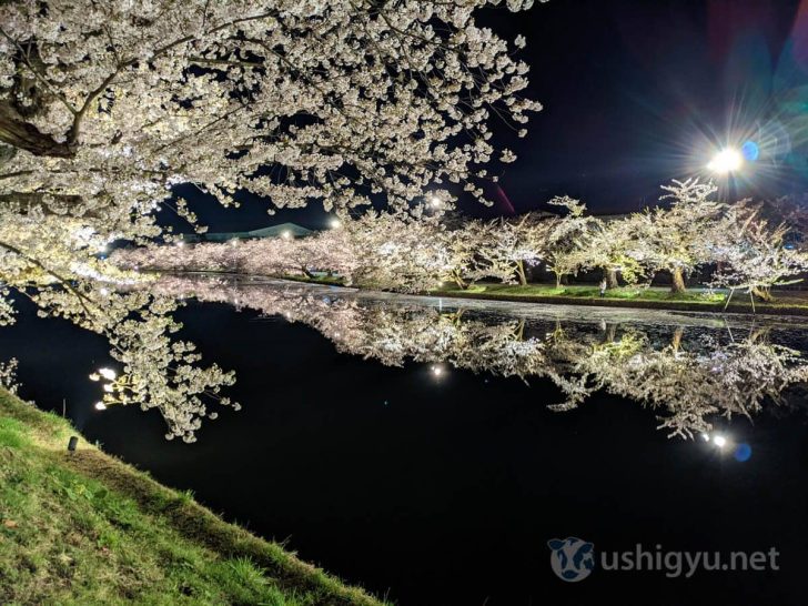 素晴らしい夜桜を楽しめて大満足