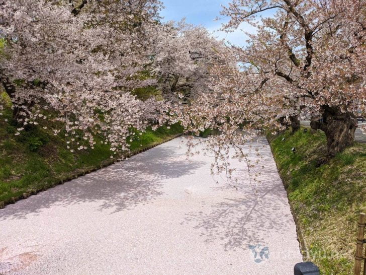 桜の影がきれいに映るほどの花びらの密度
