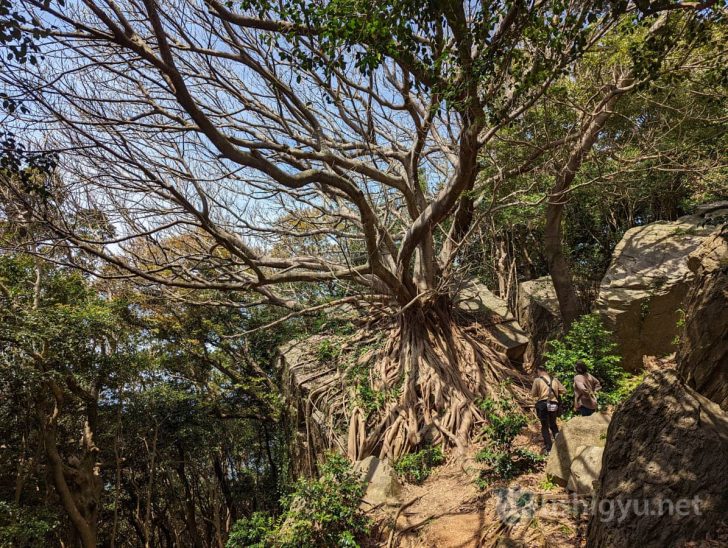 巨岩を包むあこうの木、通称ラピュタの木