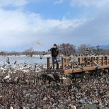 新潟にある白鳥の飛来地「瓢湖水きん公園」気持ち悪いくらいの無数の鳥たちに出会えてエキサイティング。餌付けは必見！